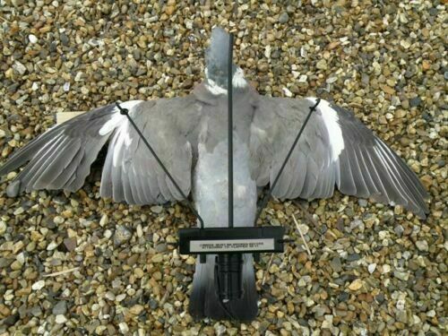 Turbo pigeon flapper - pigeon, with