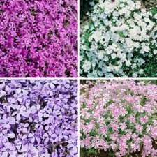 Set carpet phlox - set,