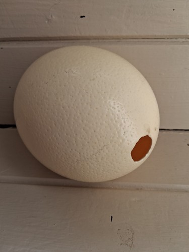 Ostrich egg blown - ostrich,