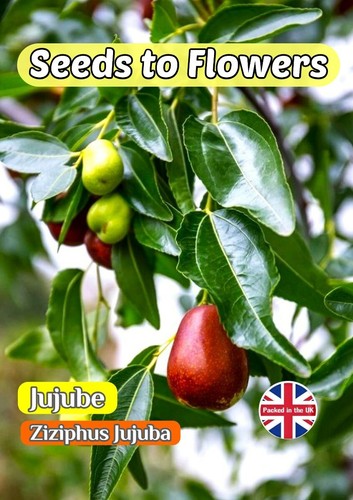 Jujube ziziphus jujuba - -,