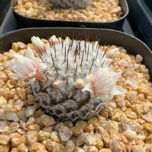 2cm succulent cactus plant - 2cm,