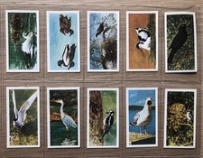 A Complete Set of Brooke Bond Tea Cards British Birds White Back