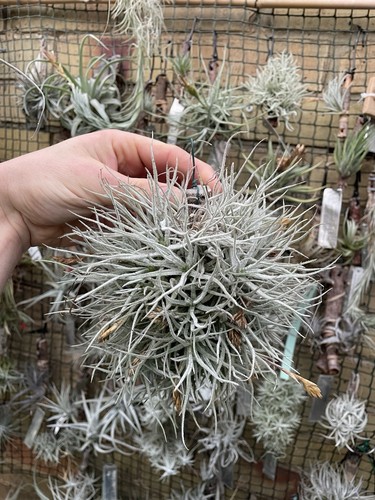Tillandsia chusgonensis like - chusgonensis,