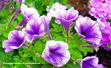 PETUNIA SURFINIA x36 PURPLE