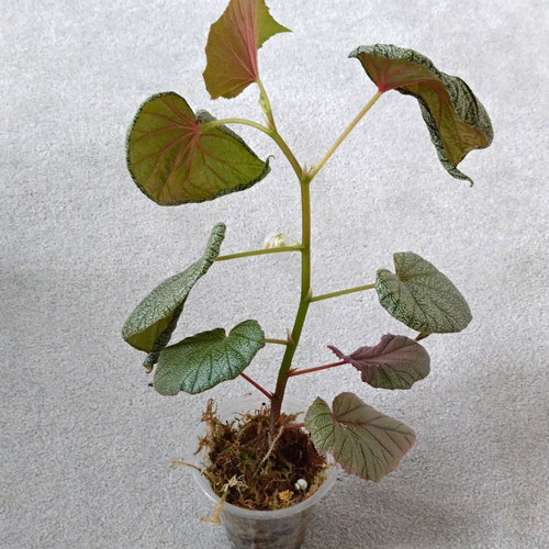Begonia sinbad