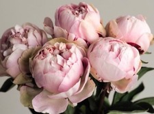 Peony Edens Perfume Pale Pink