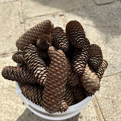 Large long pine fir - long,