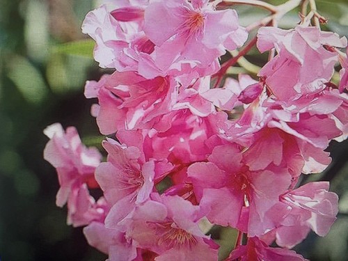 Pink nerium oleander - pink, 20