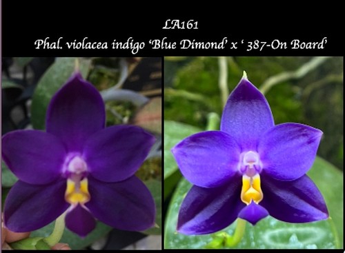 Phalaenopsis violacea indigo