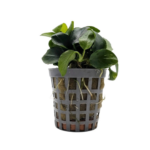 Anubias nana bonzai - nana,