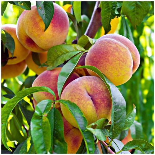 Peregrine peach tree - tree, 4-5ft