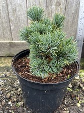 Japanese White Pine 'Hagoromo' 20/30cm - Dwarf Pine - Pinus parviflora bonsai