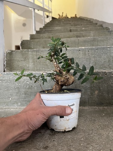 Olive bonsai mame - bonsai, ,mame