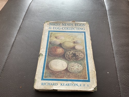 Birds nests eggs - birds’, egg