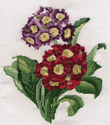 Cowslip primula auricula - or,