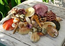 Craft Shells Natural Beach Mixed Seashells Indian Table Wedding Decoration