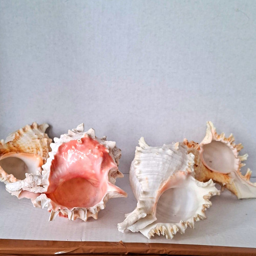 Natural conch shell lot - conch,
