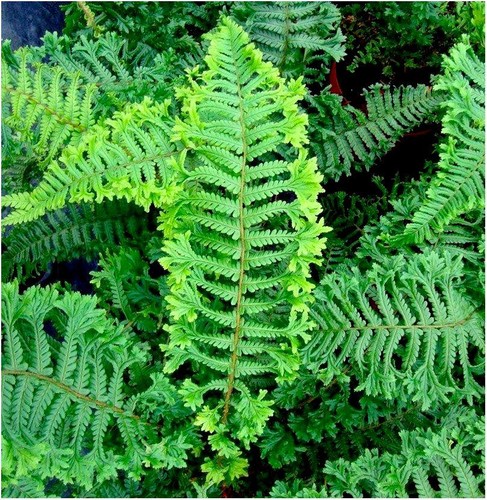 Dryopteris fern cristata - [x2],