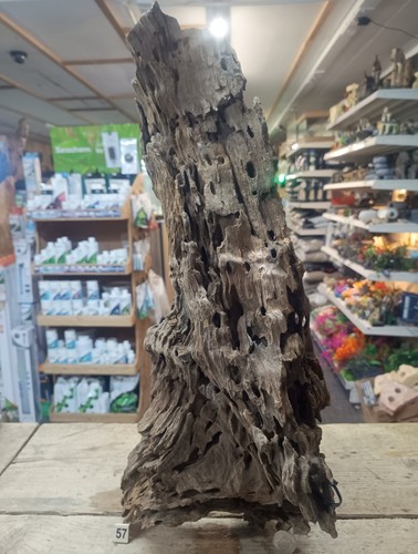 Large dragon wood - xl,