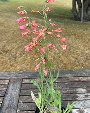 Penstemon Twizzle 5 Pack Plug