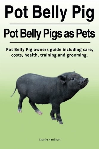 Pot belly pig - pig.,