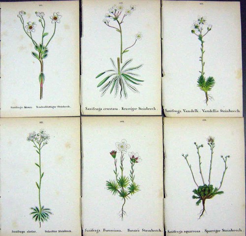 Oldalpine plants saxifraga - oldalpine,