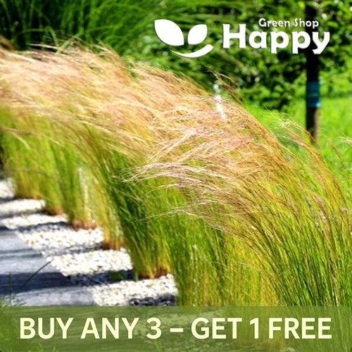 Mexican feather grass 200 - grass,