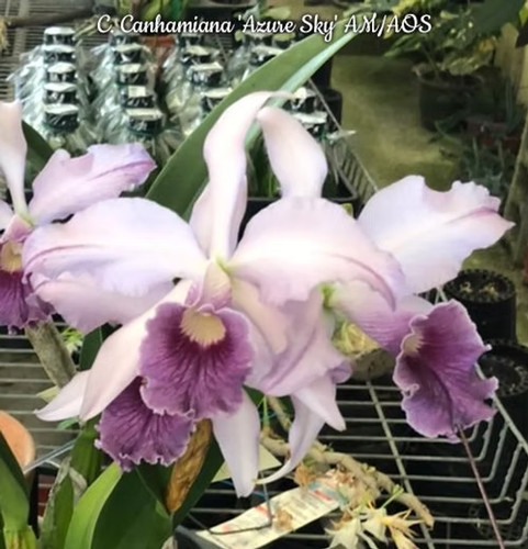 Cattleya canhamiana azure - canhamiana, 'azure