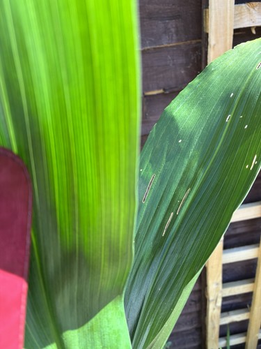Aspidistra mystery man - , one