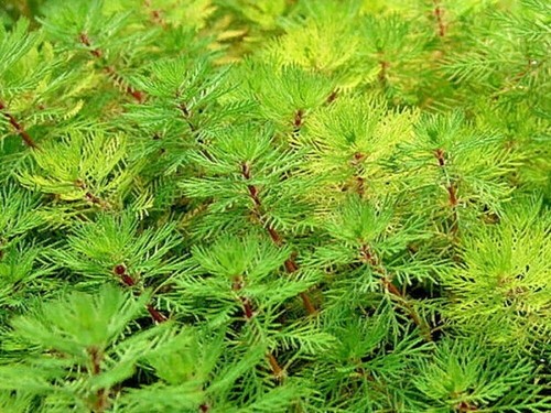 Red stemmed parrot feather - 5,