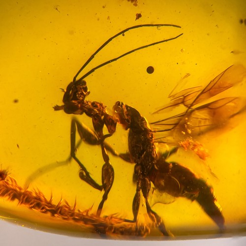 Unusual wasp burmese - burmese, /