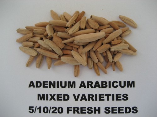 Adenium arabicum mixed - adenium,