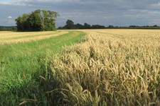 Photo 6x4 Footpath towards