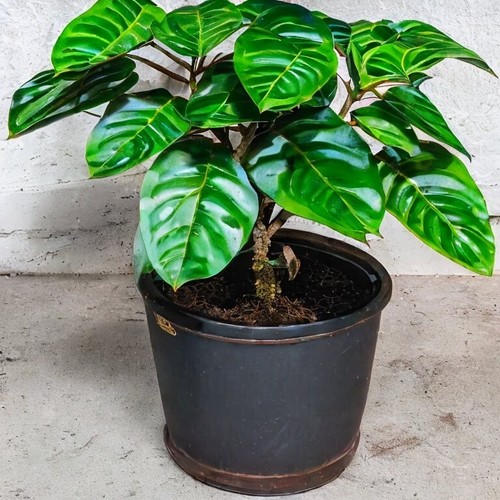 Coffee coffea arabica nana - 'coffea,