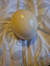Blown Ostrich egg UK seller