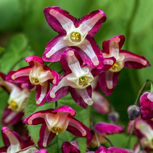 Epimedium rubrum 9cm pot - a,