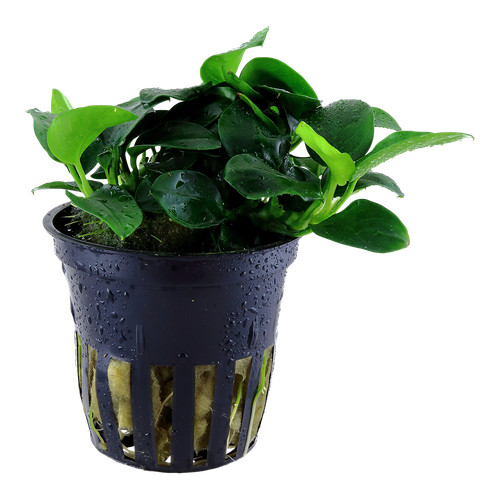 Anubias nana petite tropica - anubias,