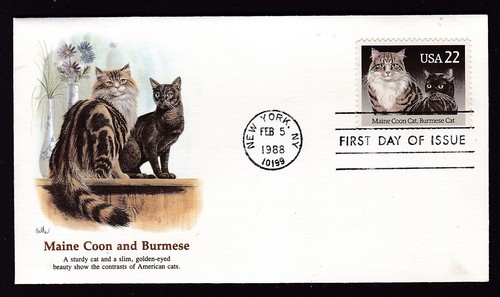 Cats maine coon and burmese - cats,