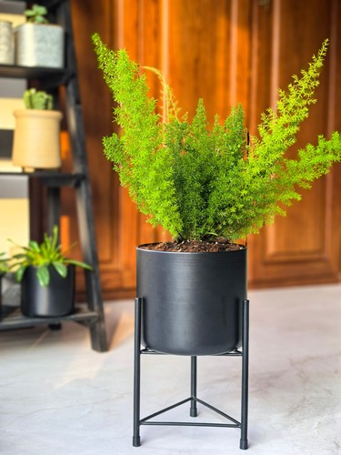 Dipamkar black plant pot - dipamkar,