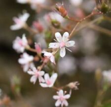 Saxifraga urbium