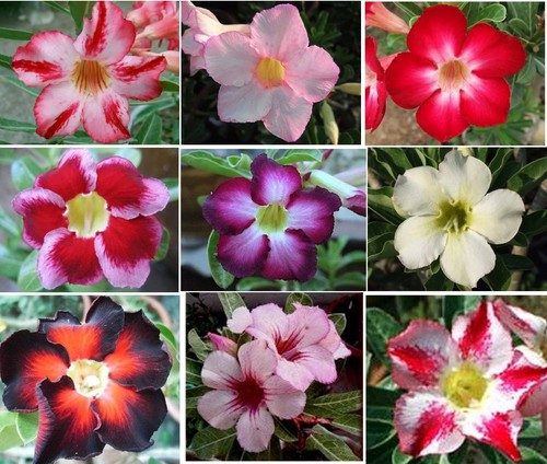 Adenium obesum desert - adenium, obesum,desert
