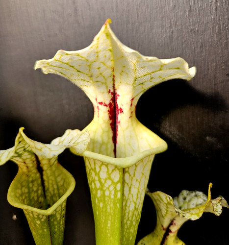 Sarracenia adrian slack - sarracenia, pink