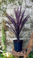 00386A Cordyline Australis Purple Version Club Lily 3 Seeds Palm Trees 