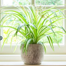 Chlorophytum Variegatum - Spider Plant | Best Indoor Plants | 20-30cm with Pot