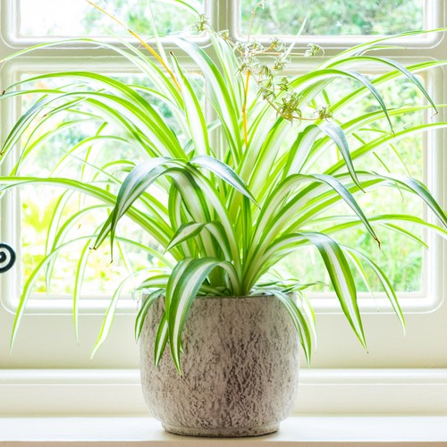Chlorophytum variegatum - variegatum,