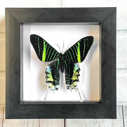 Green banded urania moth - urania,