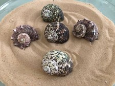 5 x seagrass turbo delphinium spiral snail Sea Shell aquarium hermit crab 5cm