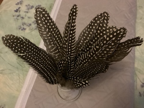 Guinea fowl feathers - feathers, not