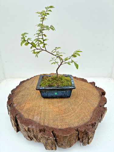 Chinese elm ulmus - elm, (