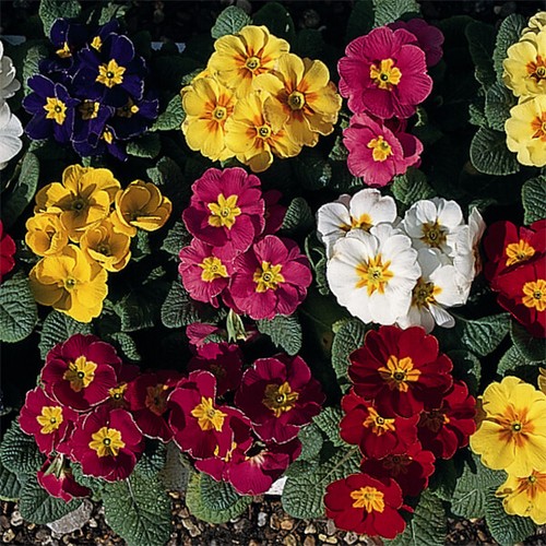 Polyanthus regal mixed - regal,